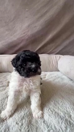 Toy Poodle dogs for sale: Toy Poodle Puppy 1 - Video 3