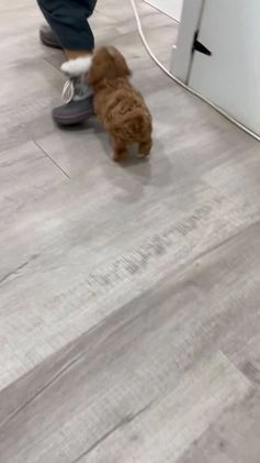 Cavapoo dogs for sale: Emma - Video 1