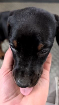 Doberman Pinscher dogs for sale: Lucy  - Video 4