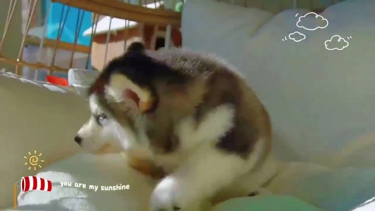 Alaskan Malamute dogs for sale: Dong Dong - Video 1