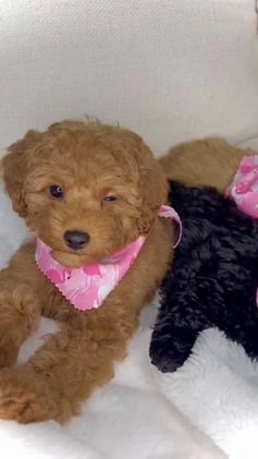 Toy Poodle dogs for sale: Toy Poodle Puppy 2 - Video 1