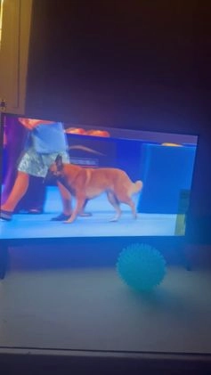 Belgian Malinois dogs for stud: Beast bandit the beast  - Video 2