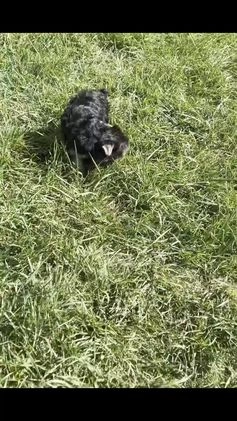 Yorkshire Terrier dogs for sale: Molly - Video 1