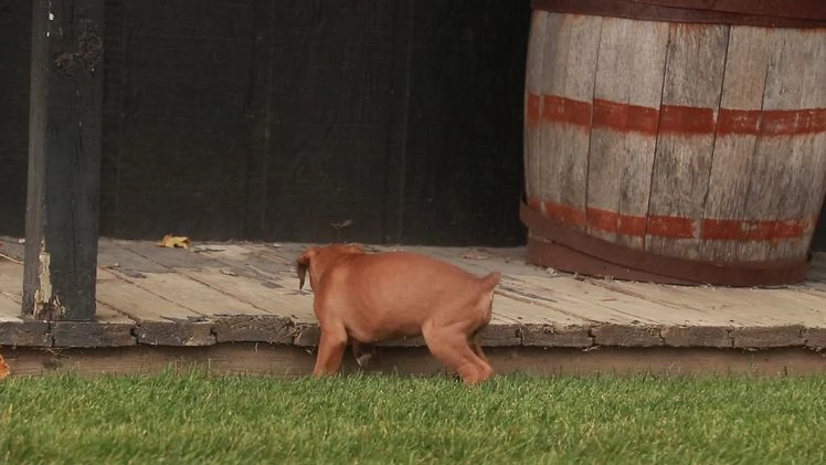 Boxer dogs for sale: Hazel - Video 1