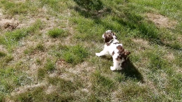 Cockapoo dogs for sale: Patches - Video 1