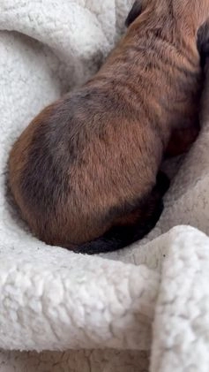 Mixed Breed dogs for sale: Oscar - Video 5