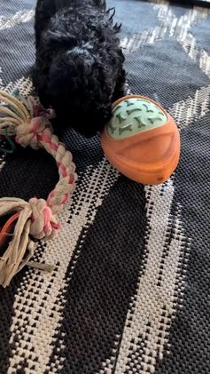 Cockapoo dogs for sale: Shiloh - Video 1