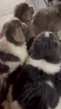 Newfoundland dogs for sale: Harley - Video 1