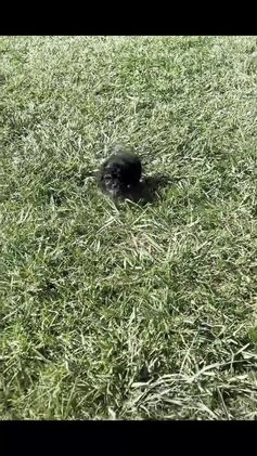 Toy Poodle dogs for sale: Martini - Video 1