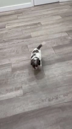 Cavapoo dogs for sale: Twinkie - Video 1