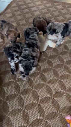 Whoodle dogs for sale: Patch - Video 1