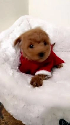 Toy Poodle dogs for sale: Mochi  - Video 1