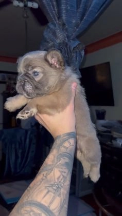 French Bulldog dogs for sale: COCO - Video 2