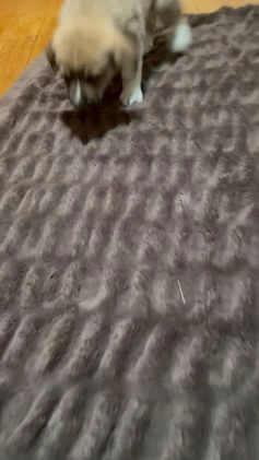 Mixed Breed dogs for sale: 💫Comet: one of Santa’s Rein-puppies  - Video 1