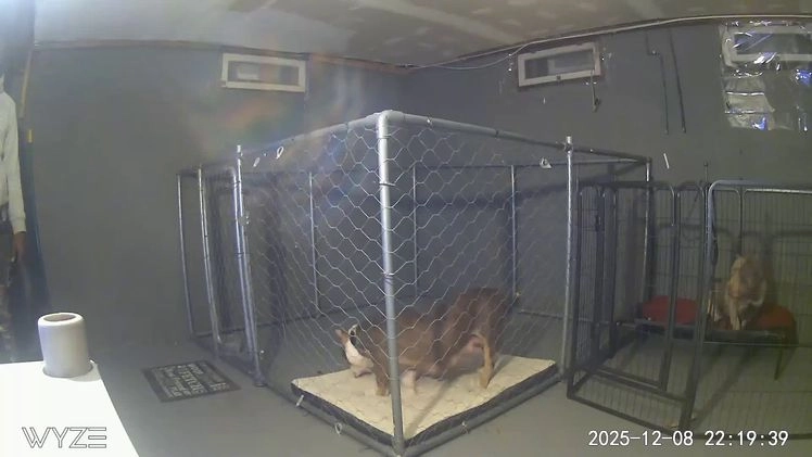 American Bully dogs for sale: Milli - Video 3