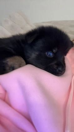 Pomsky dogs for sale: Black Male gold wrists white chest - Video 1