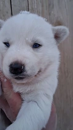 Siberian Husky dogs for sale: Snow White  - Video 1