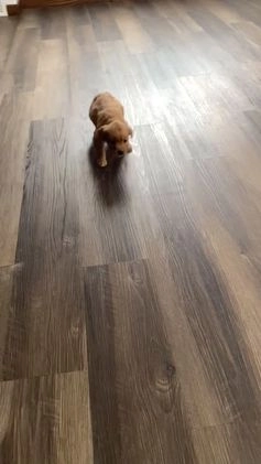 Golden Retriever dogs for sale: Jess - Video 1