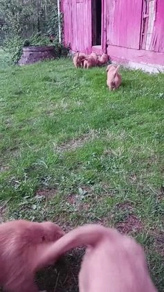 Golden Retriever dogs for sale: Bear - Video 1