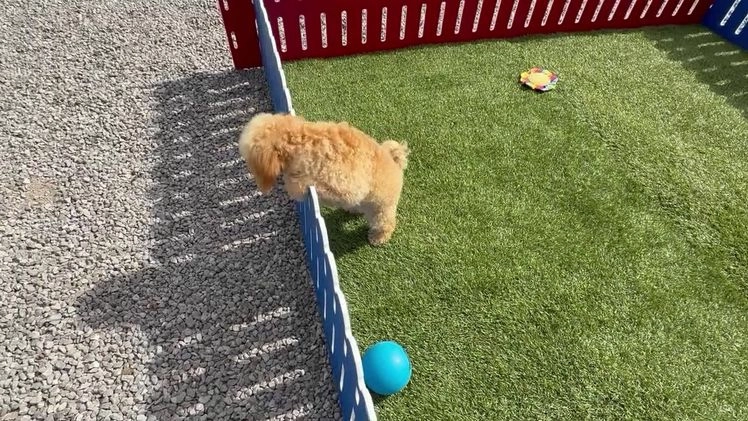 Maltipoo dogs for sale: Eldo - Video 1