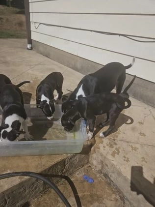 Mixed Breed dogs for sale: Star - Video 1