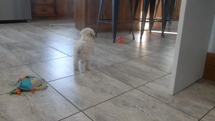 Cockapoo dogs for sale: Alice - Video 2