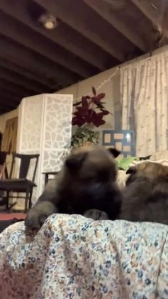 German Shepherd dogs for sale: ♥️SWEET SABLE ♥️ - Video 1