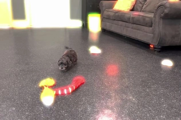 Yorkiepoo dogs for sale: Uno - Video 1