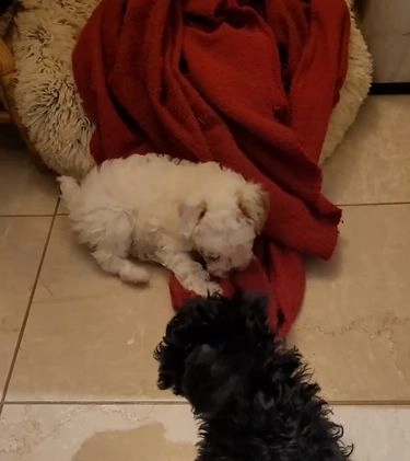 Miniature Poodle dogs for sale: Echo  - Video 2