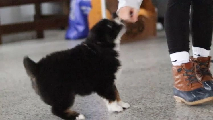 Miniature Australian Shepherd dogs for sale: Trixie - Video 2