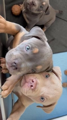 American Bully dogs for sale: Louis - Video 2