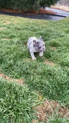French Bulldog dogs for sale: Sammy - Video 1