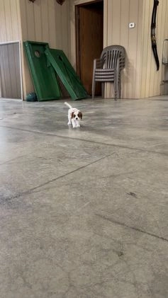 Cavalier King Charles Spaniel dogs for sale: Charlie - Video 1