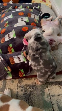 English Bulldog dogs for sale: English Bulldog Puppy 5 - Video 2