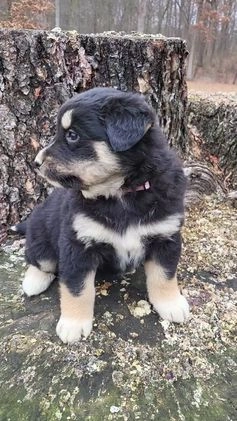 Mixed Breed dogs for sale: Lori - Video 1