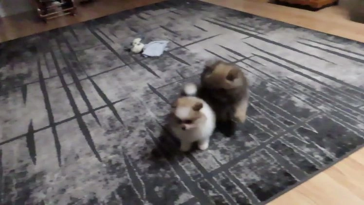 Pomeranian dogs for sale: DASSY - Video 2