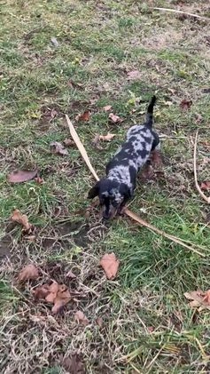 Miniature Dachshund dogs for sale: Clyde - Video 1