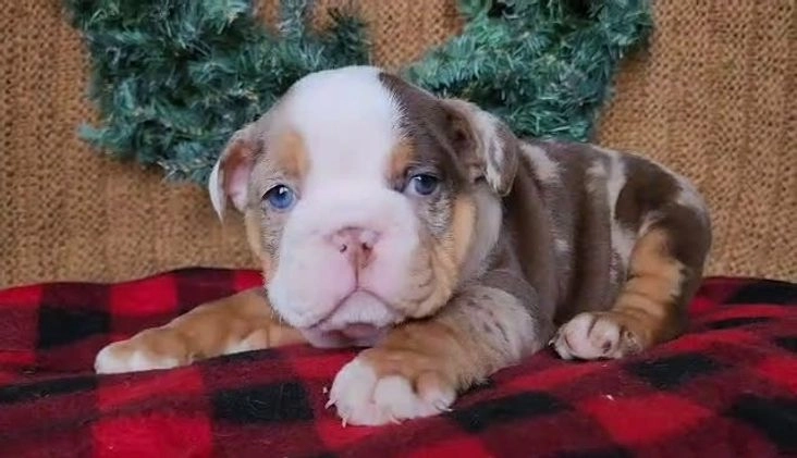 English Bulldog dogs for sale: Forrest - Video 1