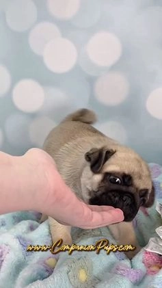 Pug dogs for sale: Best Friend for Life - Brady- Memoriable Christmas Puppy! - Video 2
