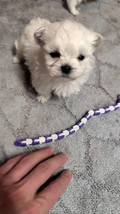 Maltese dogs for sale: Kai - Video 1