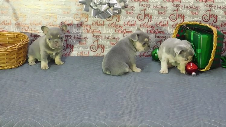 French Bulldog dogs for sale: BEAR - Video 1
