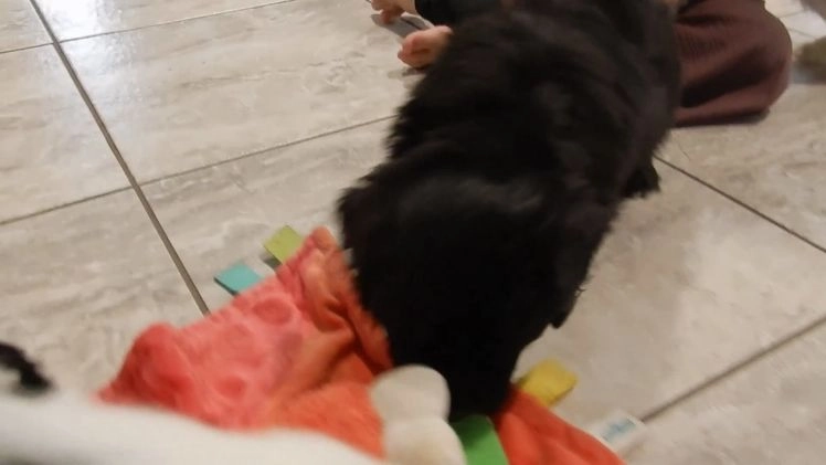 Sheepadoodle dogs for sale: Thunder - Video 1