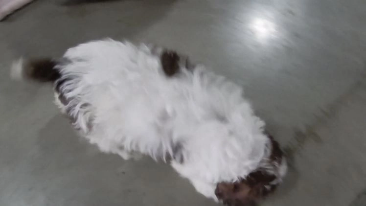 Cockapoo dogs for sale: Grant - Video 1