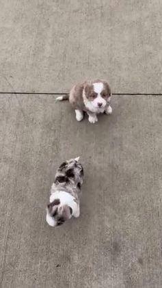 Mini Aussiedoodle dogs for sale: Mini Angel - Video 3