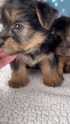 Morkie dogs for sale: Bella - Video 2