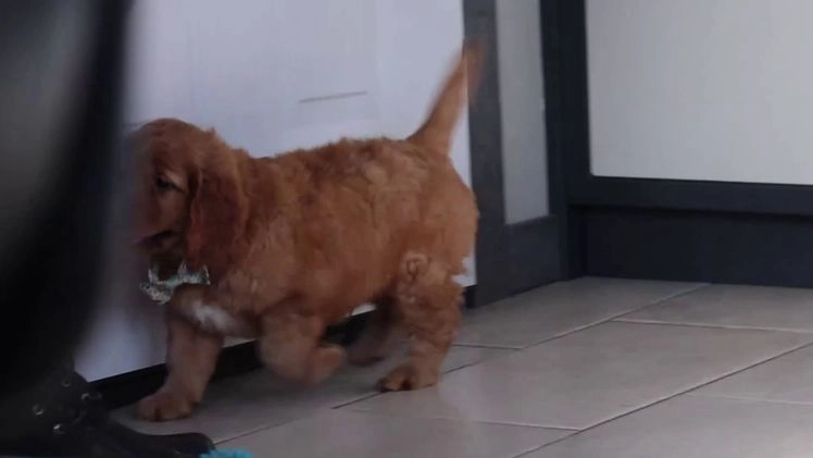 Miniature Golden Retriever dogs for sale: Olivia - Video 2