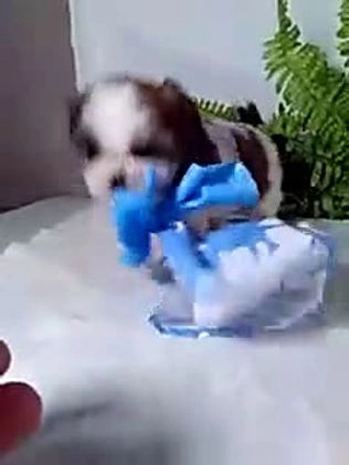 Shih Tzu dogs for sale: Bear - Video 1