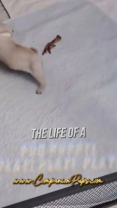 Pug dogs for sale: Excellent Christmas Present! - Silver Fawn Boy - Video 2