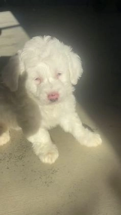 Mini Aussiedoodle dogs for sale: Gianna - Video 6