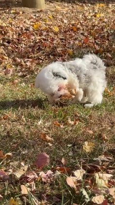 Mixed Breed dogs for sale: Lawson - Video 1